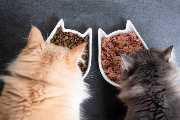 Leitfaden zur Katzenfütterung: Nasses, trockenes oder gemischtes Katzenfutter